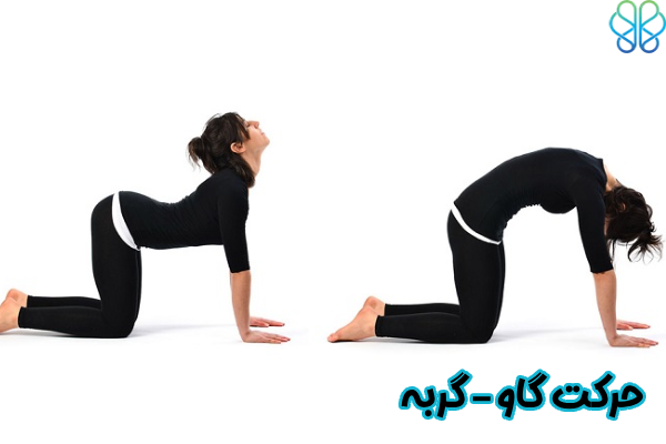 حرکت گاو–گربه
